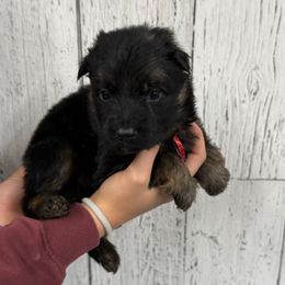 Trixie red - Black and red female German Shepherd puppy in Herrick, South Dakota from Dakota Shepherds Kennels