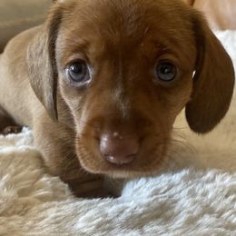 Dachshunds from Dashing Dacschunds