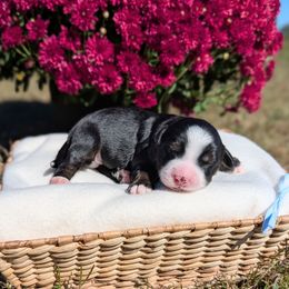 Birch - Tri-color male Bernedoodle puppy in Mount Pleasant, Tennessee from Amy Brewer