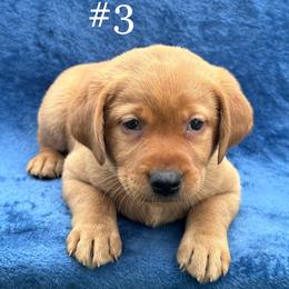 Third born female - Yellow female Labrador Retriever puppy in Antwerp, Ohio from Clark’s Loyal Labradors