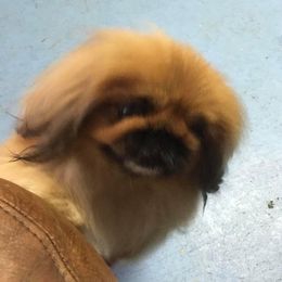 Cardigan Welsh Corgi and Pekingese Puppies from Patrick Ormos' Corgis and Pekingese