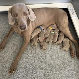 Boy 4 - male Weimaraner puppy in Somers, Ct, Connecticut from Sterling Hill Weimaraners