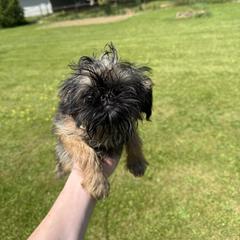 Brussels Griffon Puppies from Carol Johnson