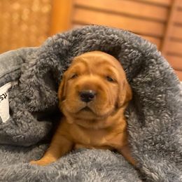 Golden Retriever puppies from Golden Peak Retrievers