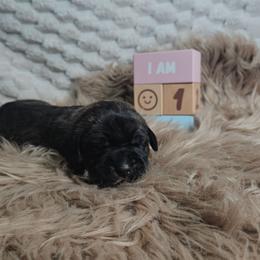 Blue collar - Black brindle female Cane Corso puppy in Fritch, Texas from Carrie Brown's Cane Corsos
