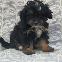 Oscar - Tri-color male Bernedoodle puppy in Longmont, Colorado from Colorado Miniature Bernedoodle Puppies