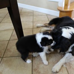Australian Shepherd Puppies from Madalay Aussies