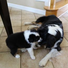 Australian Shepherd Puppies from Madalay Aussies