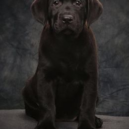 Labrador Retrievers from Prairiesky Kennels