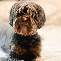 Mabel - Australian Labradoodle