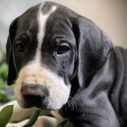 Great Dane Puppies from Sarabi’s Pride of Danes