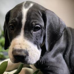 Great Dane Puppies from Sarabi’s Pride of Danes