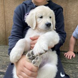 Brown Collar Girl - Light golden female Golden Retriever puppy in Paola, Kansas from Risa’s Goldens