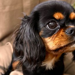 Ayela - Cavalier King Charles Spaniel