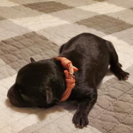 Girl 1 - Black Schnoodle puppy in Leitchfield, Kentucky from Eveleigh Acres Puppies