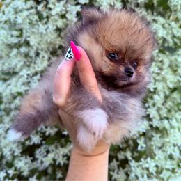 Tucker - Orange sable male Pomeranian puppy in Waterloo, Indiana from Garcias Pomeranian