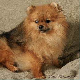 Pomeranian All Grown Up from ShowPomeranians