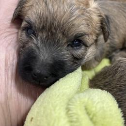 Blue collar boy - Wheaten male Cairn Terrier puppy in Battle Ground, Washington from Debra Soutar