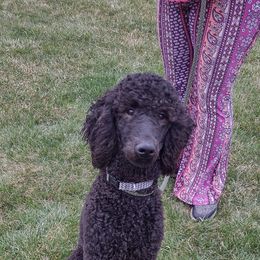 Maximus - Poodle puppy in Paris, Michigan from Meeker's Ridge