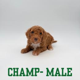 Champ - Red male Aussiedoodle puppy in West Monroe, Louisiana from Diamond M Poodles and Doodles