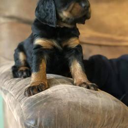 Gordon Setter Puppies from Lori Nemeth