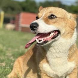 Pembroke Welsh Corgis from Ricochet Corgis