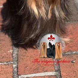 Niklaus - Yorkshire Terrier