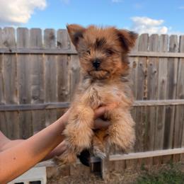 Teddy - Sable male Yorkshire Terrier puppy in Beulaville, North Carolina from Sunset Ranch