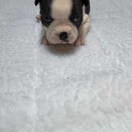 Boston Terrier Puppies from Washburns bostons