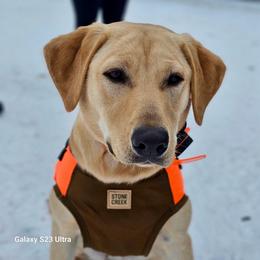 Layla - Labrador Retriever