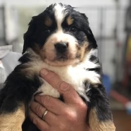 Bernese Mountain Dog Puppies from Humble Hearts Bernese