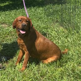 Canvas - Labrador Retriever