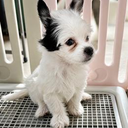 Girl 1 - White and black female Chinese Crested puppy in Henderson, Nevada from Kelly's Little K9