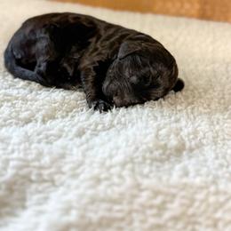 Faith - Black female Goldendoodle puppy in Warsaw, Ohio from Lovabledoodles
