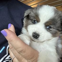 Miniature Australian Shepherd Puppies from SR Toy & Mini Aussies