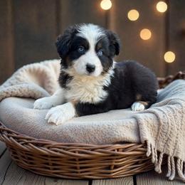 Balto - Black tri-color male Australian Shepherd puppy in Statesville, North Carolina from Charming Australian Shepherds