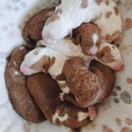 Riley - Red  female Goldendoodle puppy in Austin, Texas from Cedarcrest Goldendoodles