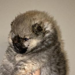 Pomeranian Puppies from Uniquepombabies