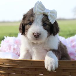 Luna - White and gold female Bordoodle puppy in Ashland, Ohio from Cherry Blossom Doodles