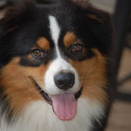 Australian Shepherd Puppies from Mullis Australian Shepherd