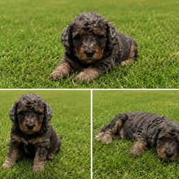 Aussiedoodle, Bernedoodle, Cavapoo, Goldendoodle, and Newfypoo Puppies from Haaspawz