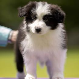 Jennifer - Black and white female Border Collie puppy in New Market, Alabama from Kensington Border Collies