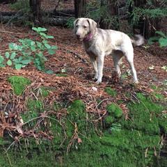 Chesapeake Bay Retriever All Grown Up from Wild Wood Chesapeakes