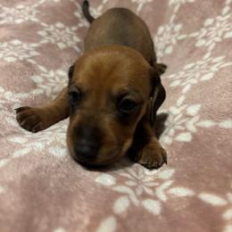 Soza - Chocolate male Dachshund puppy in Yuma, Arizona from Desert dashies