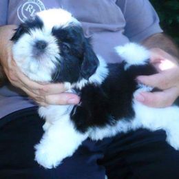 Panda Love - Black and white male Shih Tzu puppy in West Palm Beach, Florida from Must Be Love
