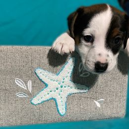 Girl - Fins Up - White and black Russell Terrier puppy in Englewood, Florida from Manasota Key Jack Russells