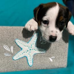 Girl - Fins Up - White and black Russell Terrier puppy in Englewood, Florida from Manasota Key Jack Russells