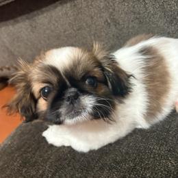 Pekingese, Poodle, and Shih Tzu Puppies from Happy puppies