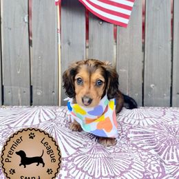 Dachshund Puppies from Premier League Paws