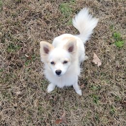 Chihuahua and Dachshund All Grown Up from Hope's pups